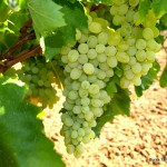 Asma Fidanı ( üzüm) - Bursa Fidancılık Tarım Ltd.Şti ...